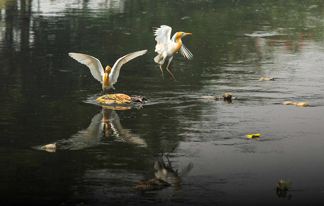 आहाराको खोजी